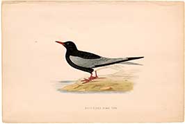 white-winged-black-tern